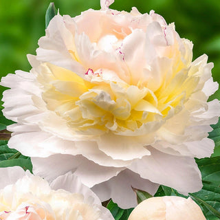 Avalanche Peony