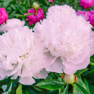 Mme Calot Peony