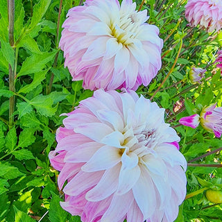 Pink Petticoat Dahlia