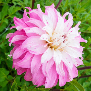 Pink Petticoat Dahlia