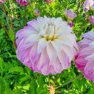 Pink Petticoat Dahlia