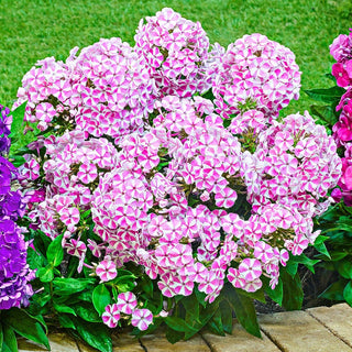 Candy Crush Bambini Phlox