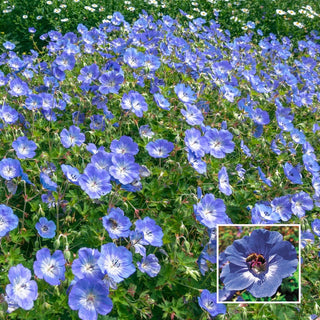 Hardy Geranium Rozanne