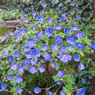 Hardy Geranium Rozanne