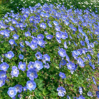 Hardy Geranium Rozanne