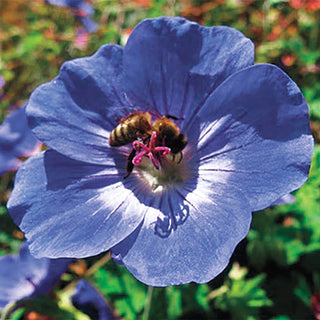 Hardy Geranium Rozanne