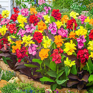 Dwarf Canna Mixture