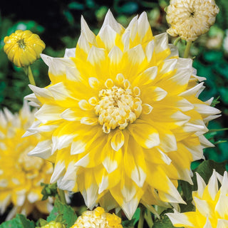 Grand Prix Dahlia