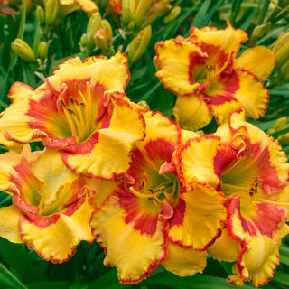 Irresistable Charm Reblooming Daylily