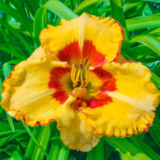 Irresistable Charm Reblooming Daylily