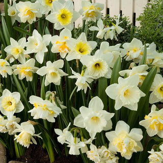 White Daffodil Mixture