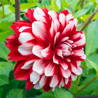 Peppermint Swirl Dahlia