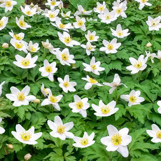 Wood Anemone