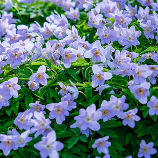 Robinsoniana Wood Anemone