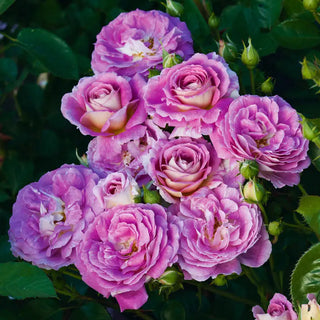 Arctic Blue Floribunda Rose