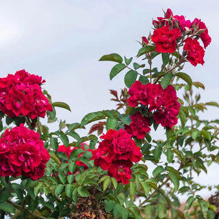 Don Juan Climbing Rose