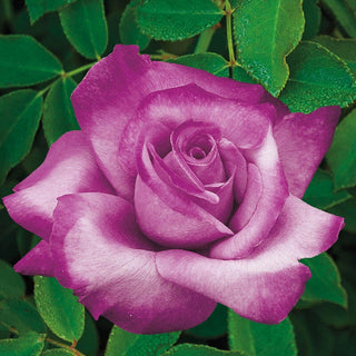 Fragrant Plum Grandiflora Rose