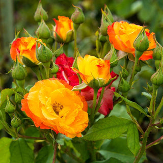 Josephs Coat Climbing Rose