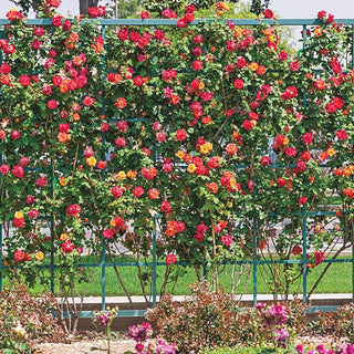 Josephs Coat Climbing Rose