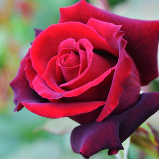 Lasting Love Hybrid Tea Rose