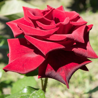 Lasting Love Hybrid Tea Rose