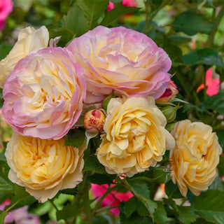 Life of the Party Floribunda Rose