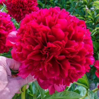 Red Grace Peony