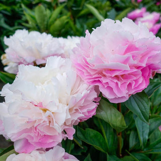 Catharina Fontijn Peony