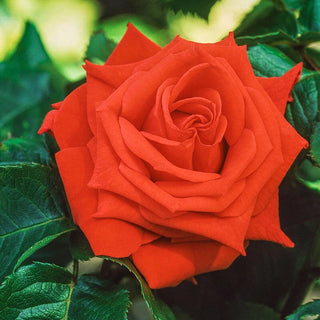 Tropicana Hybrid Tea Rose