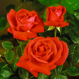 Tropicana Hybrid Tea Rose