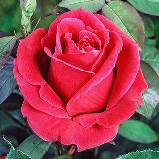 Oklahoma Hybrid Tea Rose