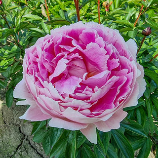 Reine Hortense Peony