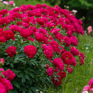 Red Sarah Bernhardt Peony