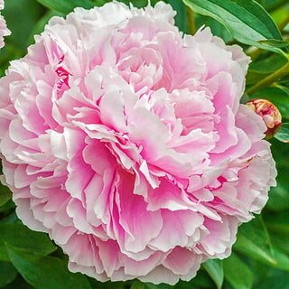 Lady Alexandra Duff Peony