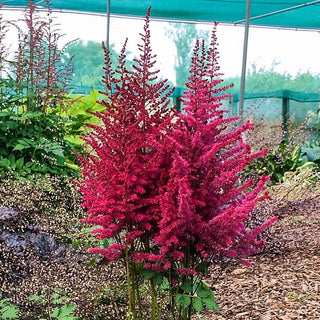 Strawberry Cake Astilbe