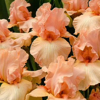 Beverly Sills Iris