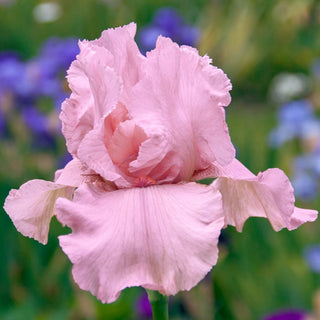 I Pink I Can Bearded Iris