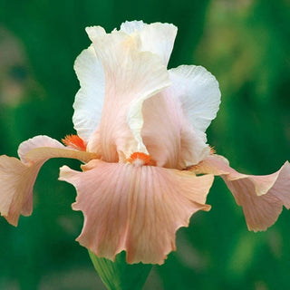 Struck Twice Reblooming Bearded Iris