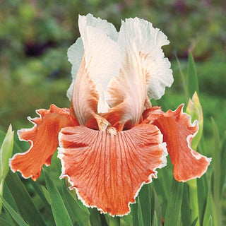 English Charm Iris