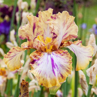 Toucan Tango Bearded Iris