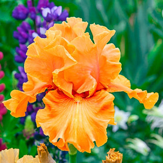 Golden Panther Bearded Iris