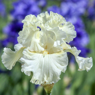 Boston Cream Iris