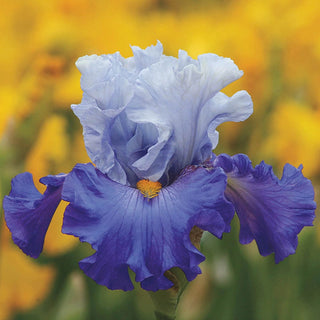 Cubs Win It Bearded Iris