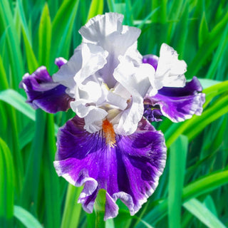 Merry Amigo Bearded Iris