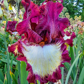 Class Ring Bearded Iris