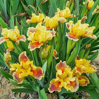 Zooboomafoo Dwarf Bearded Iris