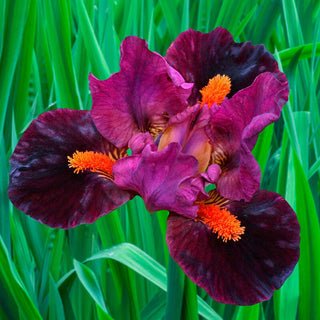 Outspoken Dwarf Bearded Iris