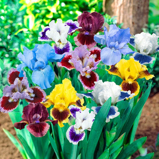 Dwarf Iris Mixture