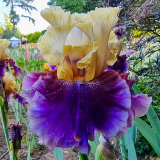 Final Episode Reblooming Bearded Iris