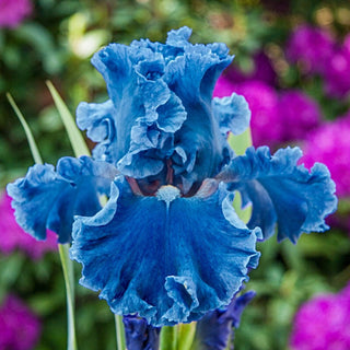 Bubbling Waves Bearded Iris